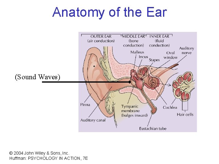 Anatomy of the Ear (Sound Waves) © 2004 John Wiley & Sons, Inc. Huffman: