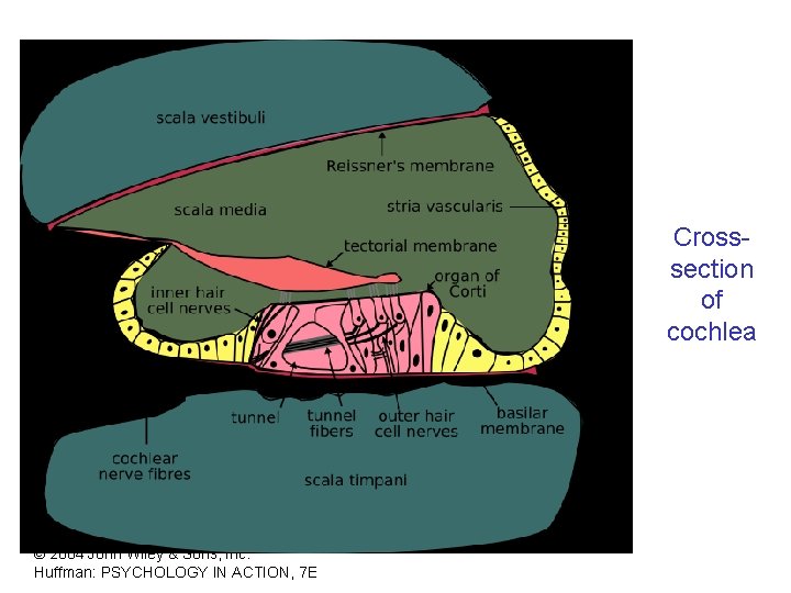 Crosssection of cochlea © 2004 John Wiley & Sons, Inc. Huffman: PSYCHOLOGY IN ACTION,