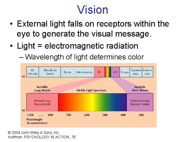 Vision • External light falls on receptors within the eye to generate the visual