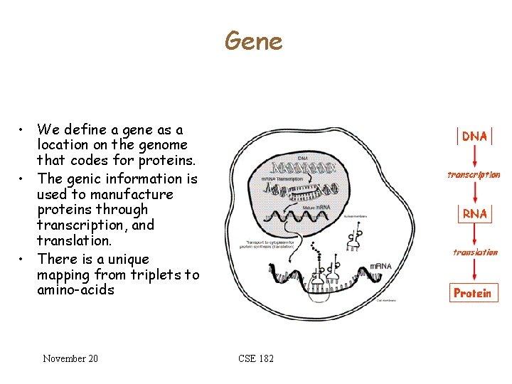 Gene • We define a gene as a location on the genome that codes