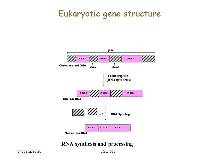 Eukaryotic gene structure November 20 CSE 182 