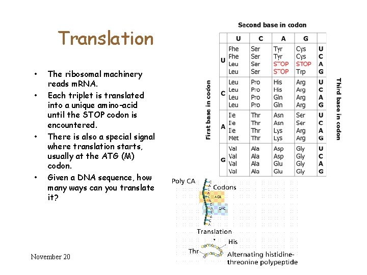 Translation • • The ribosomal machinery reads m. RNA. Each triplet is translated into