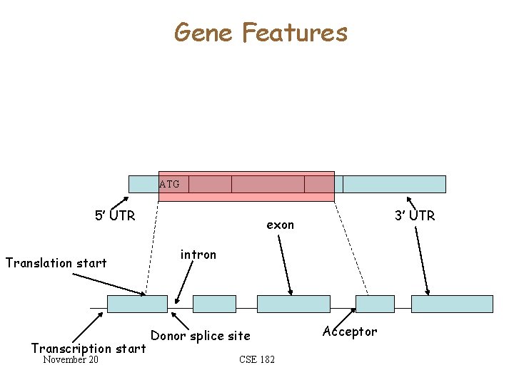 Gene Features ATG 5’ UTR Translation start Transcription start November 20 3’ UTR exon