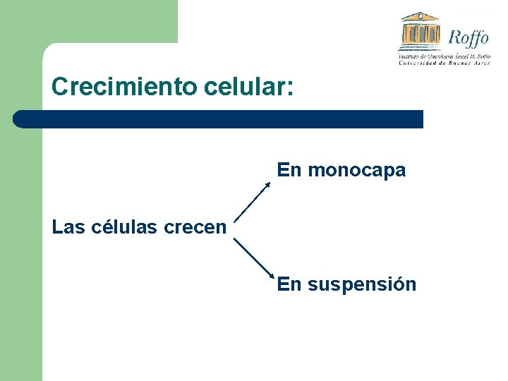 Crecimiento celular: En monocapa Las células crecen En suspensión 