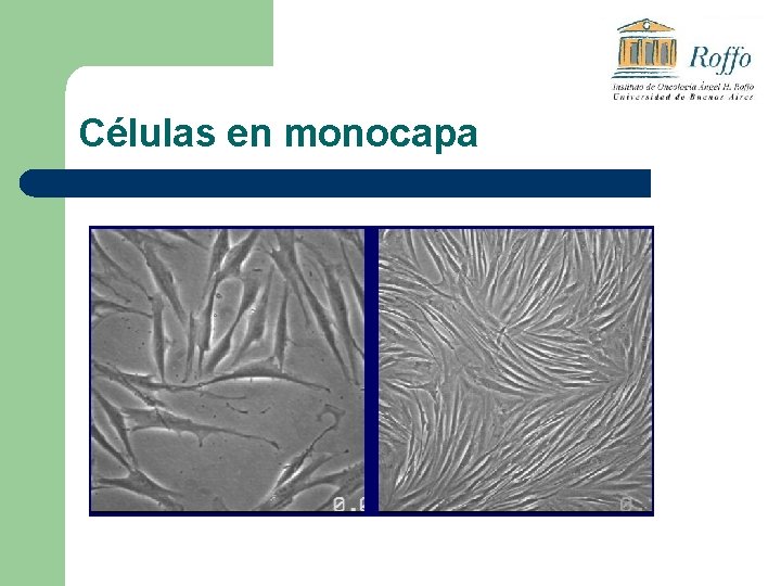 Células en monocapa 