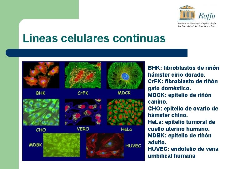 Líneas celulares continuas BHK: fibroblastos de riñón hámster cirio dorado. Cr. FK: fibroblasto de