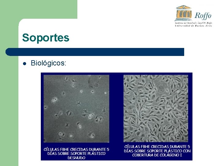 Soportes l Biológicos: 