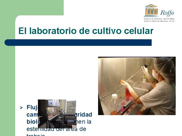 El laboratorio de cultivo celular Ø Flujo Laminar o campana de seguridad biológica: mantienen