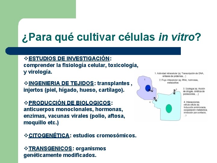 ¿Para qué cultivar células in vitro? v. ESTUDIOS DE INVESTIGACIÓN: comprender la fisiología celular,