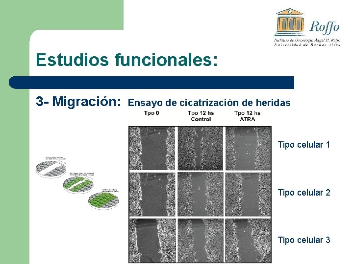 Estudios funcionales: 3 - Migración: Ensayo de cicatrización de heridas Tipo celular 1 Tipo