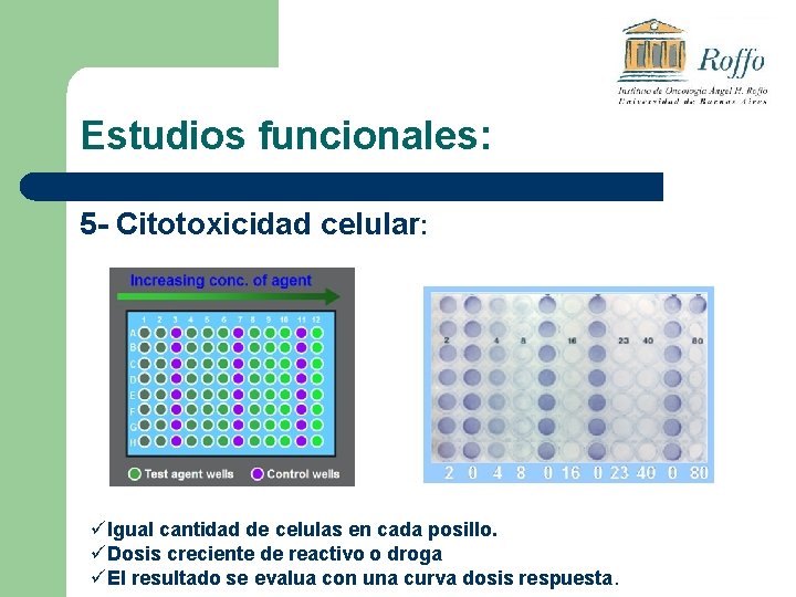 Estudios funcionales: 5 - Citotoxicidad celular: üIgual cantidad de celulas en cada posillo. üDosis