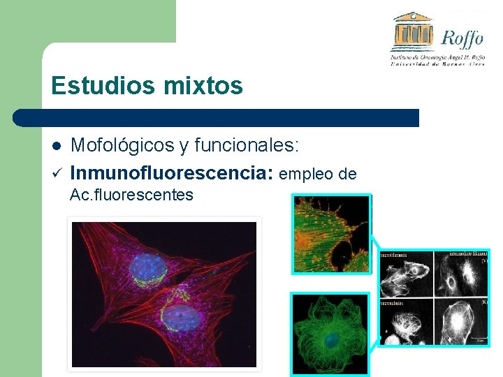 Estudios mixtos l ü Mofológicos y funcionales: Inmunofluorescencia: empleo de Ac. fluorescentes 