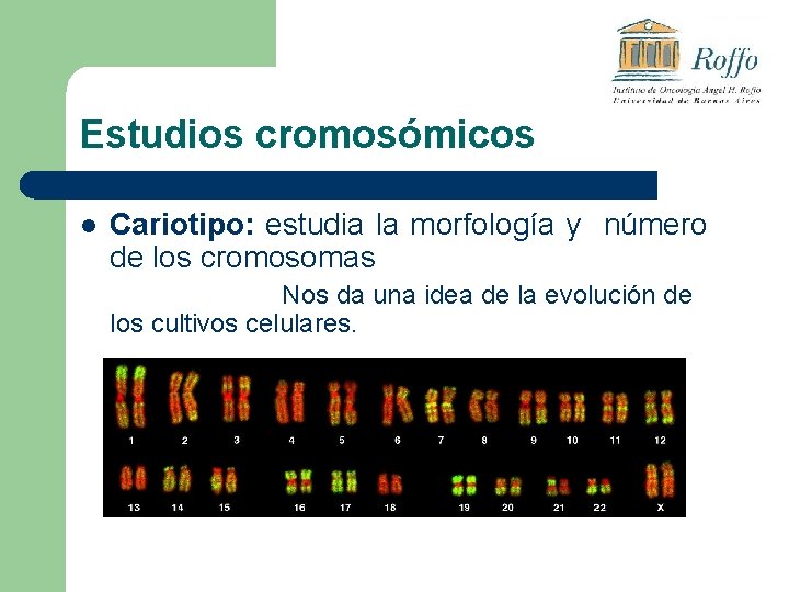 Estudios cromosómicos l Cariotipo: estudia la morfología y número de los cromosomas Nos da