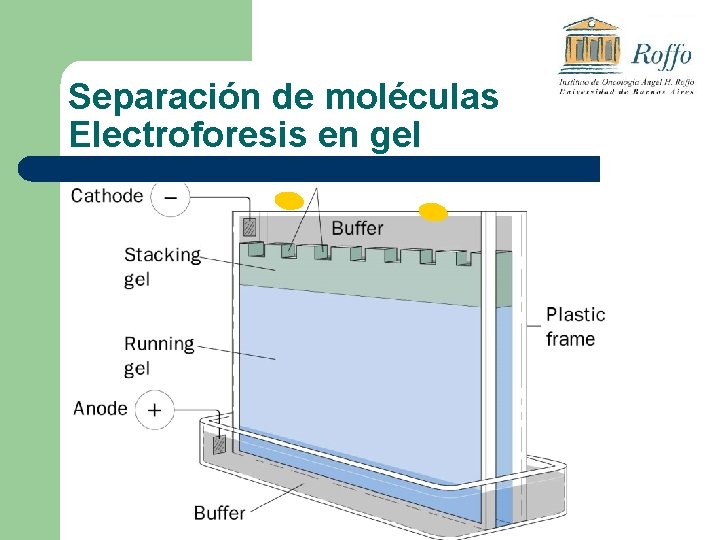 Separación de moléculas Electroforesis en gel 