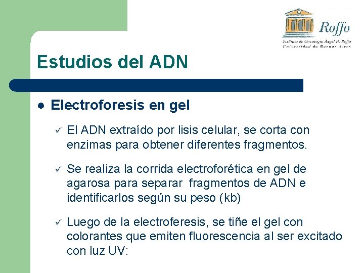 Estudios del ADN l Electroforesis en gel ü El ADN extraído por lisis celular,