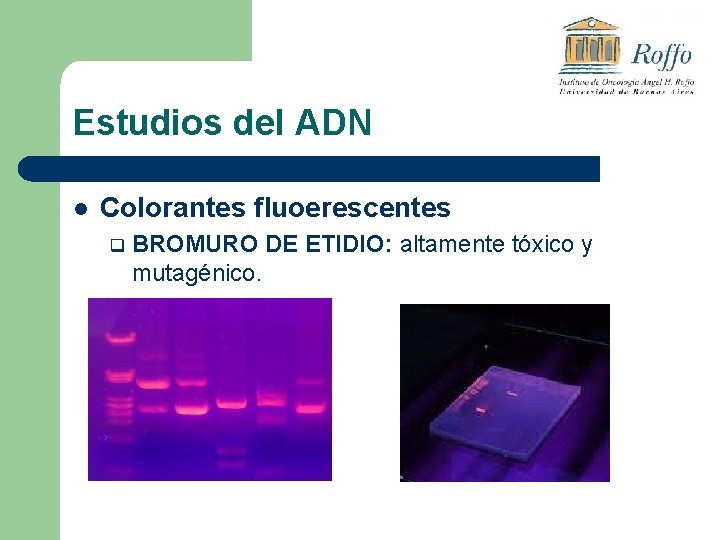 Estudios del ADN l Colorantes fluoerescentes q BROMURO DE ETIDIO: altamente tóxico y mutagénico.