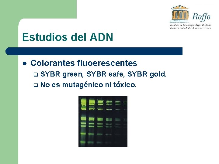 Estudios del ADN l Colorantes fluoerescentes SYBR green, SYBR safe, SYBR gold. q No