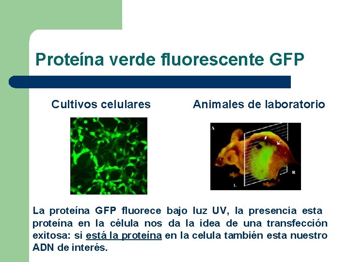 Proteína verde fluorescente GFP Cultivos celulares Animales de laboratorio La proteína GFP fluorece bajo