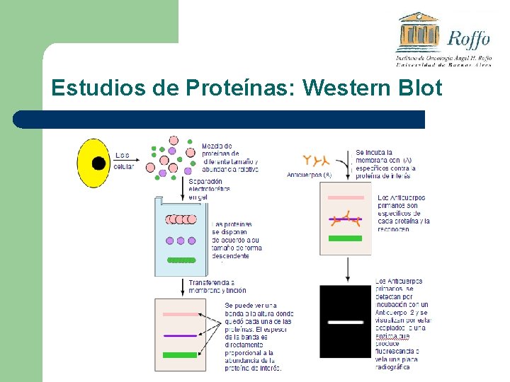 Estudios de Proteínas: Western Blot 