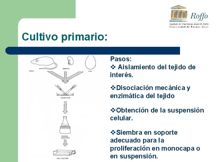 Cultivo primario: Pasos: v Aislamiento del tejido de interés. v. Disociación mecánica y enzimática