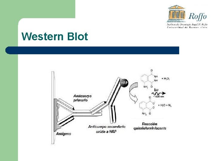 Western Blot 