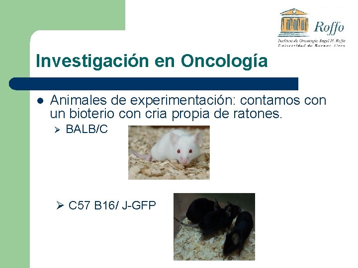 Investigación en Oncología l Animales de experimentación: contamos con un bioterio con cria propia