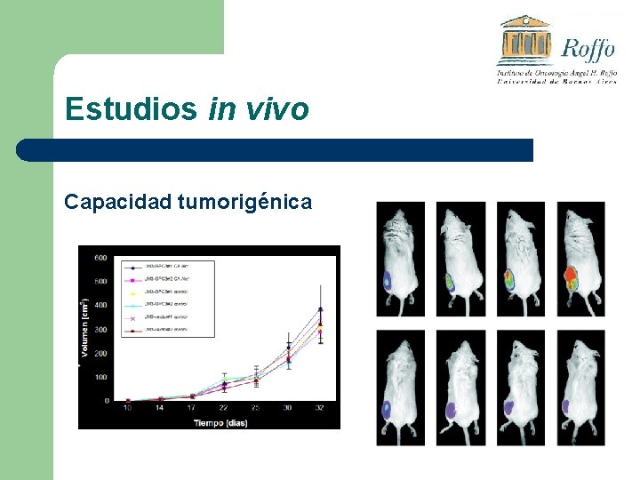 Estudios in vivo Capacidad tumorigénica 