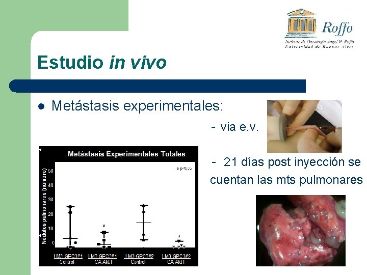 Estudio in vivo l Metástasis experimentales: - via e. v. - 21 días post