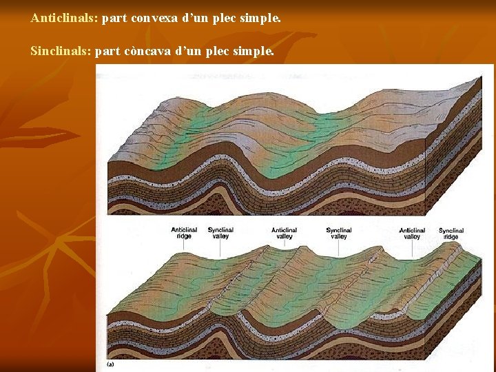 Anticlinals: part convexa d’un plec simple. Sinclinals: part còncava d’un plec simple. 