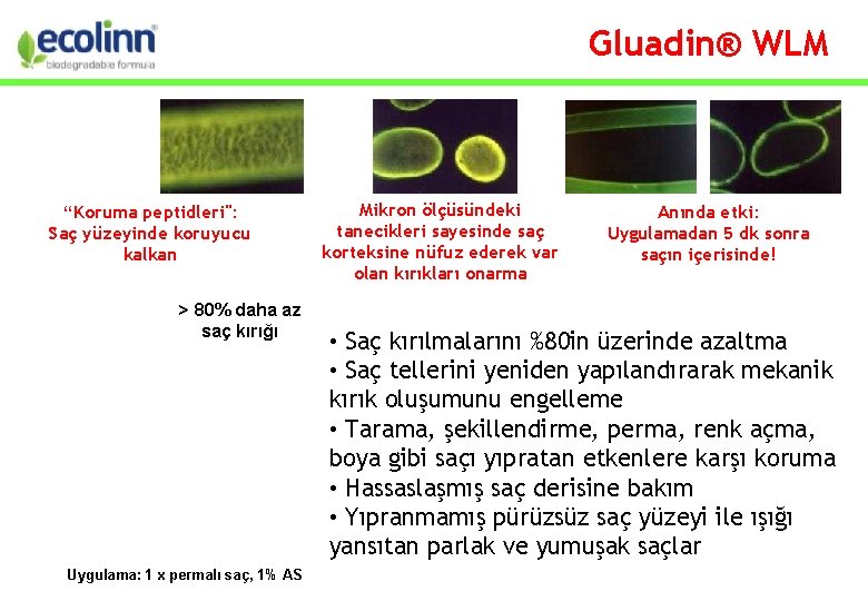 Gluadin® WLM “Koruma peptidleri": Saç yüzeyinde koruyucu kalkan > 80% daha az saç kırığı