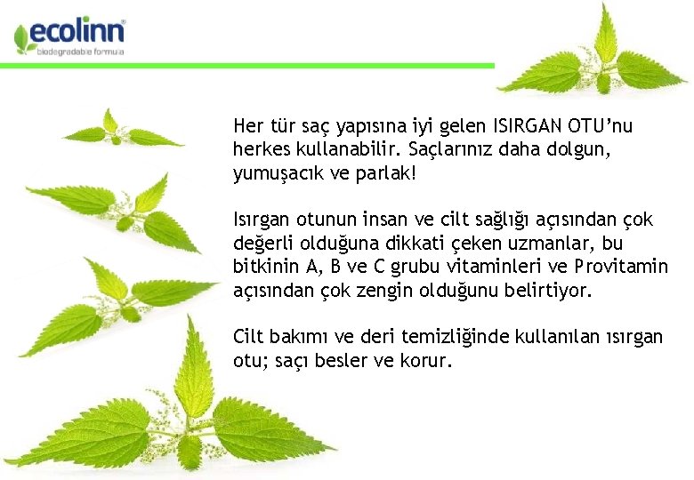 Her tür saç yapısına iyi gelen ISIRGAN OTU’nu herkes kullanabilir. Saçlarınız daha dolgun, yumuşacık