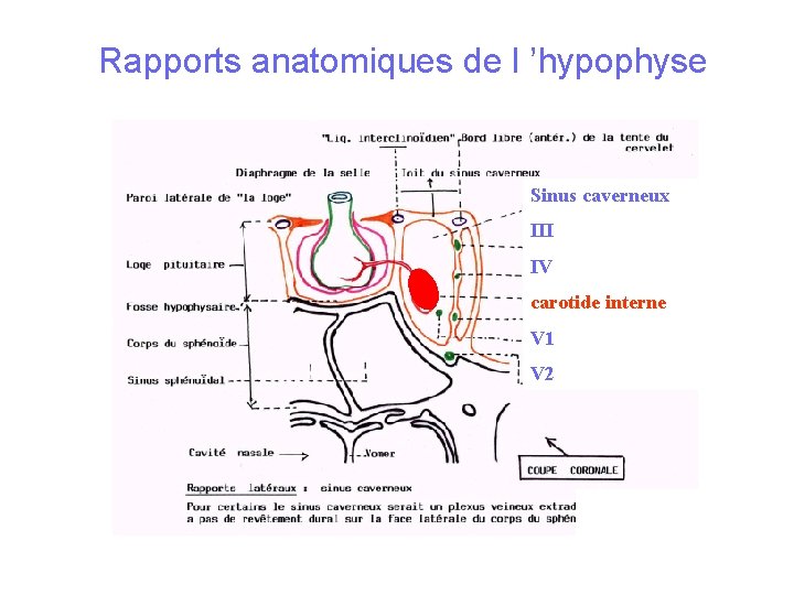 Rapports anatomiques de l ’hypophyse Schéma de l ’ hypophyse Sinus caverneux III IV Rapports anatomiques de l ’hypophyse Schéma de l ’ hypophyse Sinus caverneux III IV