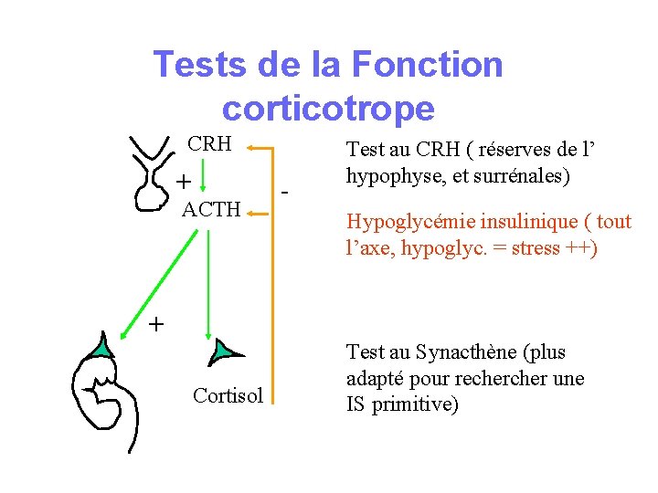 Tests de la Fonction corticotrope CRH + ACTH + Cortisol - Test au CRH Tests de la Fonction corticotrope CRH + ACTH + Cortisol - Test au CRH