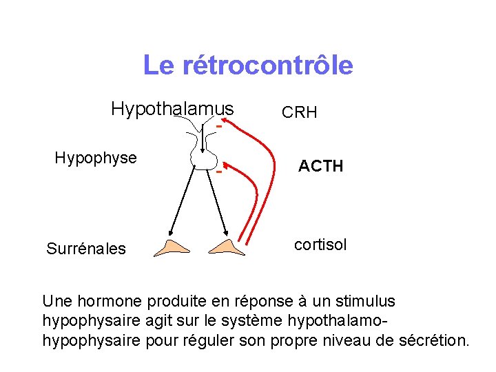 Le rétrocontrôle Hypothalamus Hypophyse Surrénales - CRH ACTH cortisol Une hormone produite en réponse Le rétrocontrôle Hypothalamus Hypophyse Surrénales - CRH ACTH cortisol Une hormone produite en réponse
