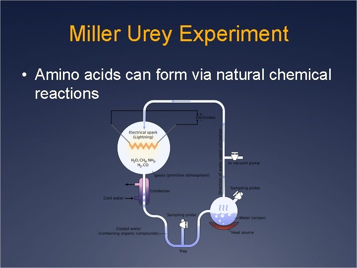 Miller Urey Experiment • Amino acids can form via natural chemical reactions 
