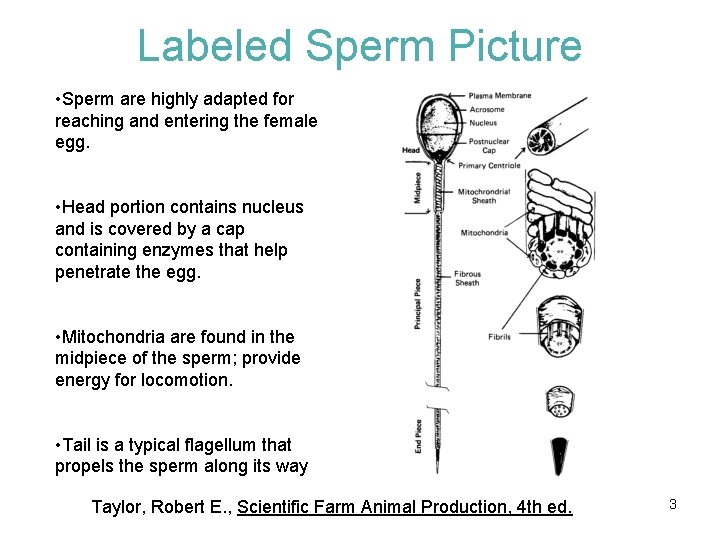 Labeled Sperm Picture • Sperm are highly adapted for reaching and entering the female