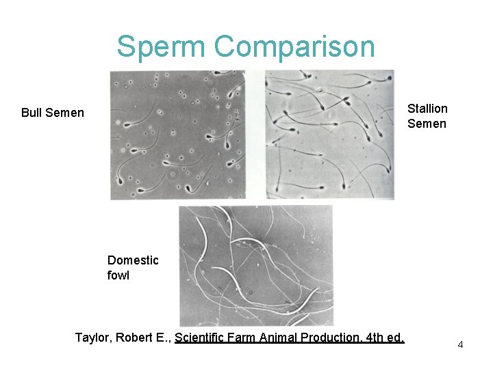 Sperm Comparison Stallion Semen Bull Semen Domestic fowl Taylor, Robert E. , Scientific Farm