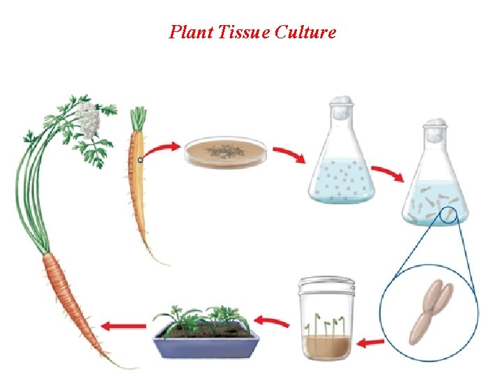 Plant Tissue Culture 