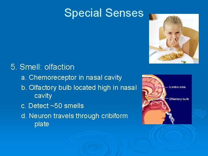 Special Senses 5. Smell: olfaction a. Chemoreceptor in nasal cavity b. Olfactory bulb located