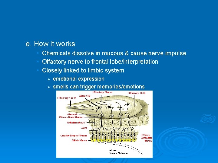 e. How it works • • • Chemicals dissolve in mucous & cause nerve