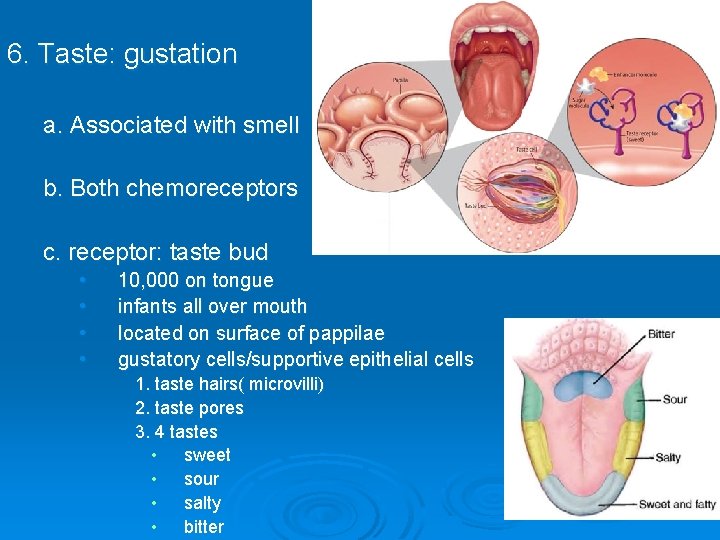 6. Taste: gustation a. Associated with smell b. Both chemoreceptors c. receptor: taste bud
