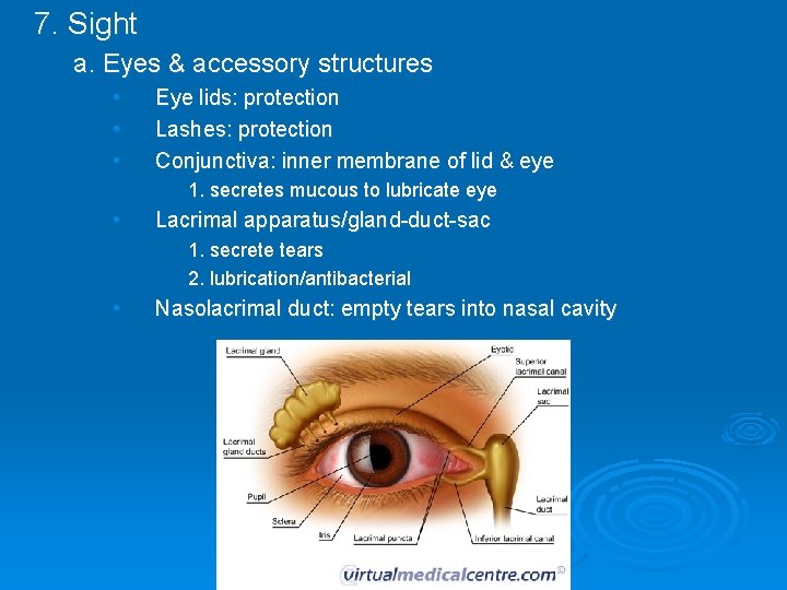 7. Sight a. Eyes & accessory structures • • • Eye lids: protection Lashes: