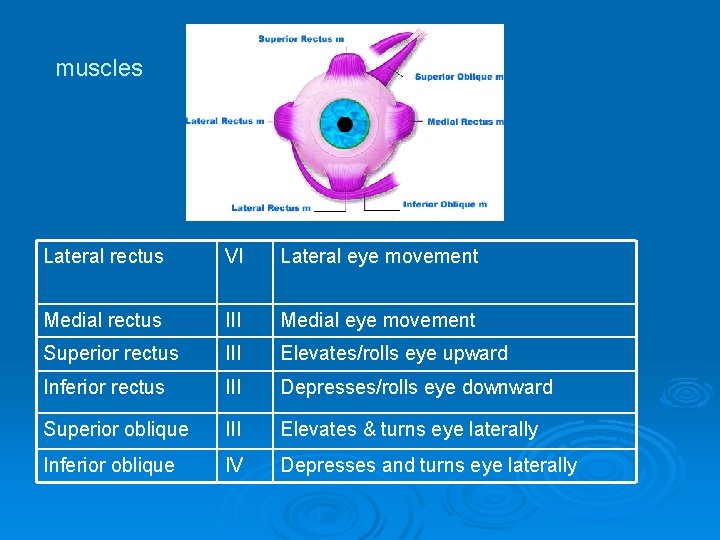 muscles Lateral rectus VI Lateral eye movement Medial rectus III Medial eye movement Superior