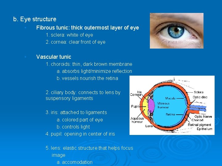 b. Eye structure • Fibrous tunic: thick outermost layer of eye 1. sclera: white