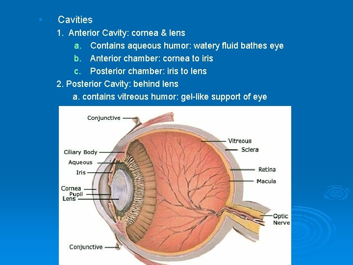  • Cavities 1. Anterior Cavity: cornea & lens a. Contains aqueous humor: watery