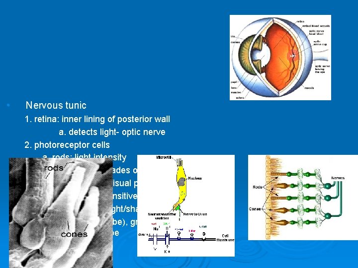  • Nervous tunic 1. retina: inner lining of posterior wall a. detects light-