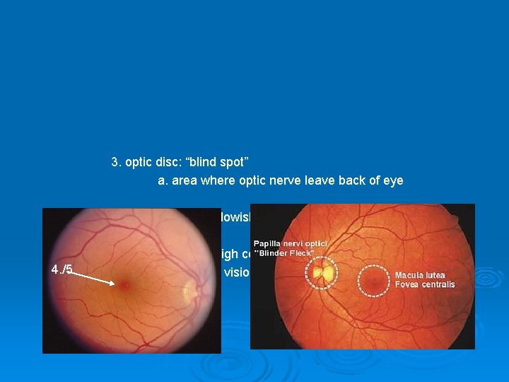 3. optic disc: “blind spot” a. area where optic nerve leave back of eye