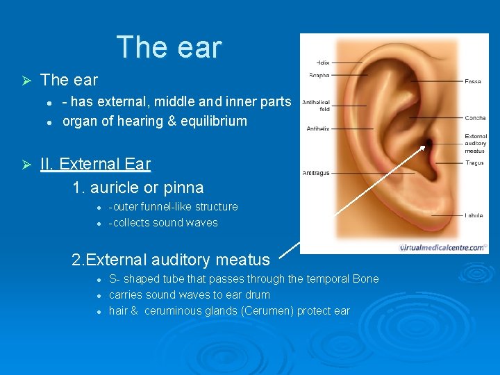 The ear Ø The ear l l Ø - has external, middle and inner