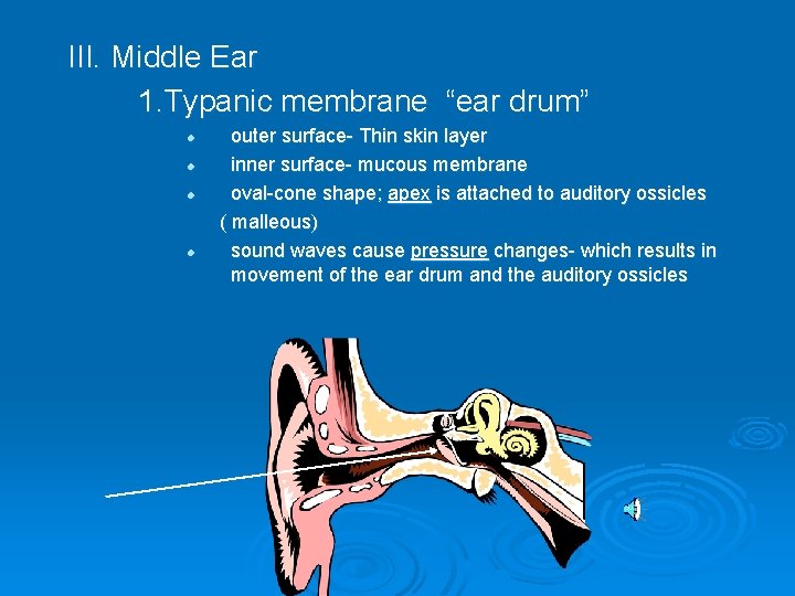 III. Middle Ear 1. Typanic membrane “ear drum” l l outer surface- Thin skin