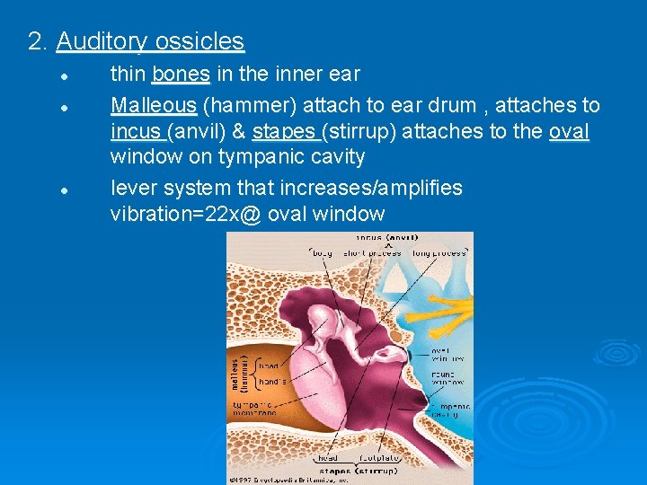2. Auditory ossicles l l l thin bones in the inner ear Malleous (hammer)
